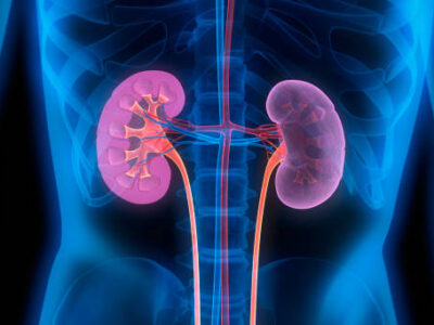 A study on active compounds from Chinese medicine for the treatment of kidney diseases