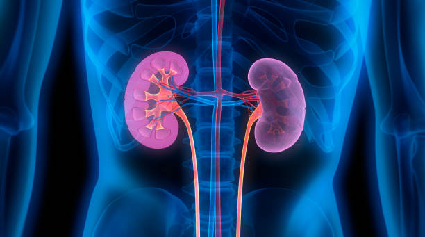 A study on active compounds from Chinese medicine for the treatment of kidney diseases